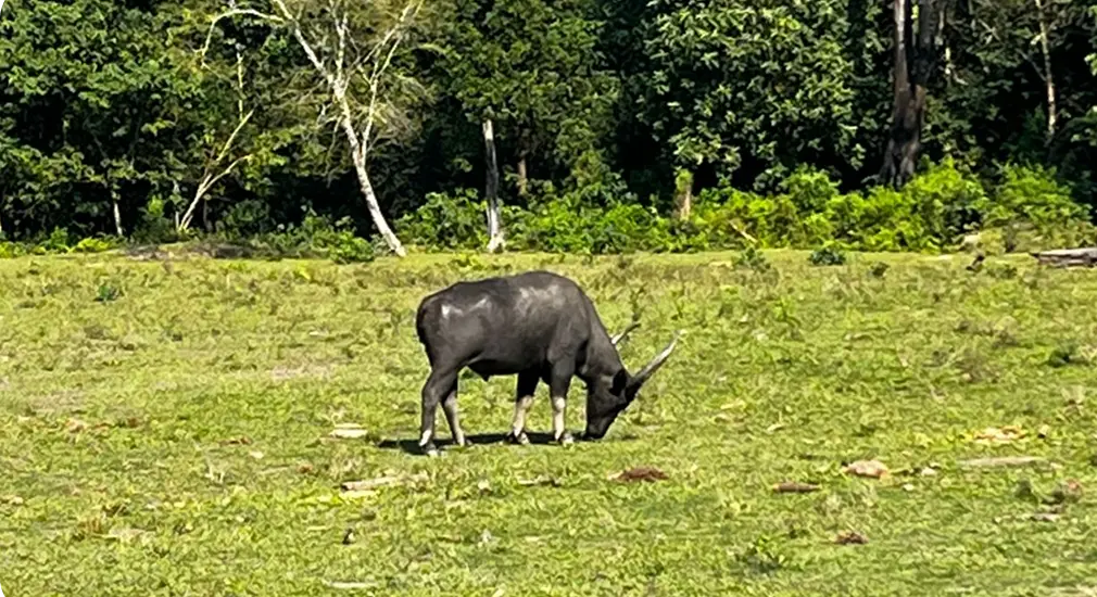bull-eating-grass-image